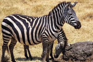 Von Sansibar: 2-tägige Nyerere-Wildtiersafari mit Flug