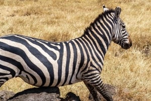 Von Sansibar: 2-tägige Nyerere-Wildtiersafari mit Flug