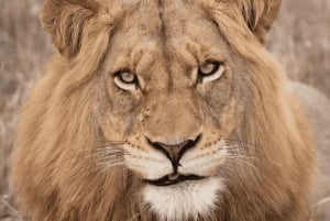 Von Sansibar: 3-tägige Selous-Safari, Bootstour & Besuch bei den Maasai