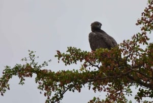 Von Sansibar: 3-tägige Selous-Safari, Bootstour & Besuch bei den Maasai