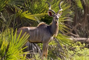 Von Sansibar: 3-tägige Selous-Safari, Bootstour & Besuch bei den Maasai