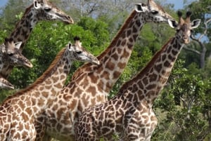 Von Sansibar: 3-tägige Selous-Safari, Bootstour & Besuch bei den Maasai
