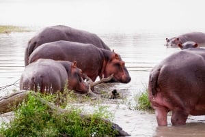 Von Sansibar: 3-tägige Selous-Safari, Bootstour & Besuch bei den Maasai