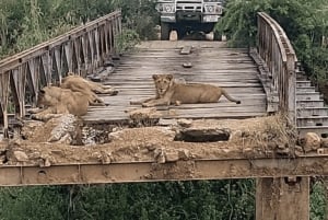 Von Sansibar: 3-tägige Selous-Safari, Bootstour & Besuch bei den Maasai