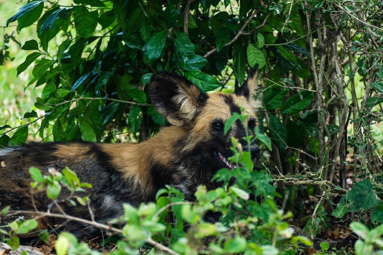 Von Sansibar: 3-tägige Selous-Safari mit Flügen