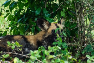 Von Sansibar: 3-tägige Selous-Safari mit Flügen