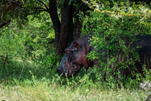 Von Sansibar: 3-tägige Selous-Safari mit Flügen