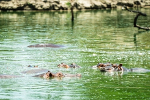 Von Sansibar: 3-tägige Selous-Safari mit Flügen