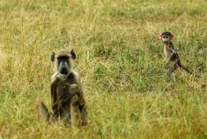 Von Sansibar: 3-tägige Selous-Safari mit Flügen