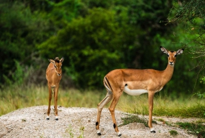 Von Sansibar: 3-tägige Selous-Safari mit Flügen
