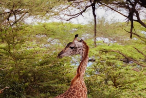 Von Sansibar: 3-tägige Selous-Safari mit Flügen