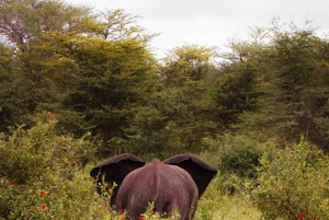 Von Sansibar: 3-tägige Selous-Safari mit Flügen