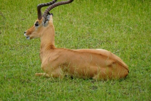 Von Sansibar: 3-tägige Selous-Safari mit Flügen