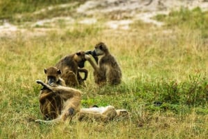 Zanzibarista: 3 päivän Selous-safarimatka lentoineen