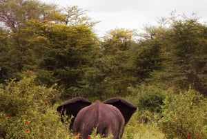 Zanzibarista: 3 päivän Selous-safarimatka lentoineen