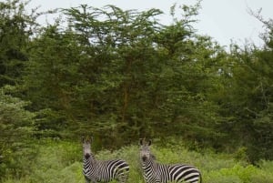 Zanzibarista: 3 päivän Selous-safarimatka lentoineen