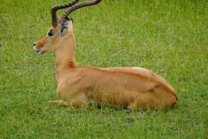 Zanzibarista: 3 päivän Selous-safarimatka lentoineen