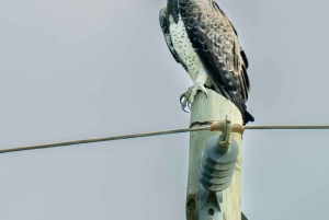 Zanzibarista: 3 päivän Selous-safarimatka lentoineen