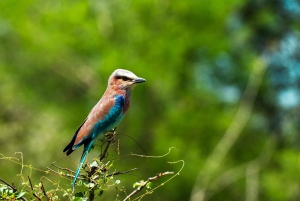 Zanzibarista: 3 päivän Selous-safarimatka lentoineen