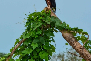 Zanzibarista: 3 päivän Selous-safarimatka lentoineen
