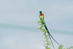Zanzibarista: 3 päivän Selous-safarimatka lentoineen