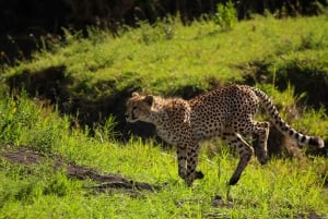 Z Zanzibaru: 3-dniowe safari Serengeti z lotami i posiłkami