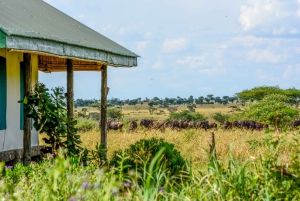 De Zanzibar: Safari de 3 dias no Serengeti com voos e refeições