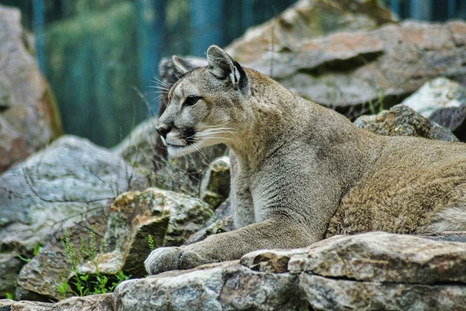 3 dagen: Tanzania Safari