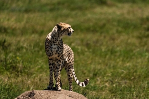Från Zanzibar: 3-dagars världsberömd Serengeti-safari och flyg