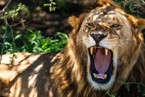 Från Zanzibar: 3-dagars världsberömd Serengeti-safari och flyg