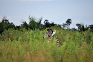 Från Zanzibar: 3-dagars världsberömd Serengeti-safari och flyg