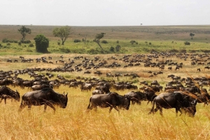 Från Zanzibar: 3-dagars världsberömd Serengeti-safari och flyg