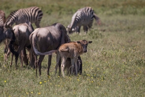 Från Zanzibar: 3-dagars världsberömd Serengeti-safari och flyg