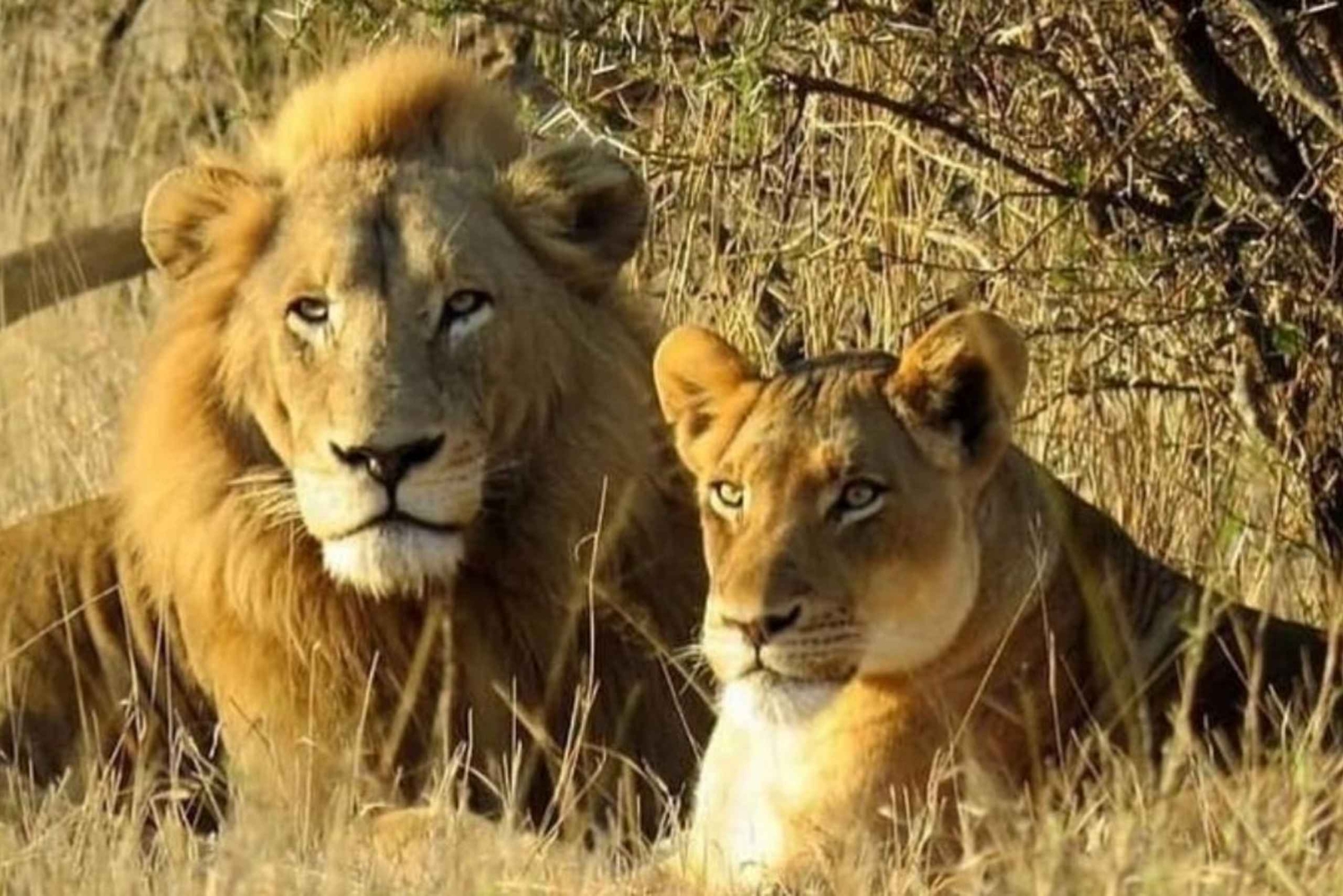 Fra Zanzibar: 3-dagers safari i Mikumi nasjonalpark med tog