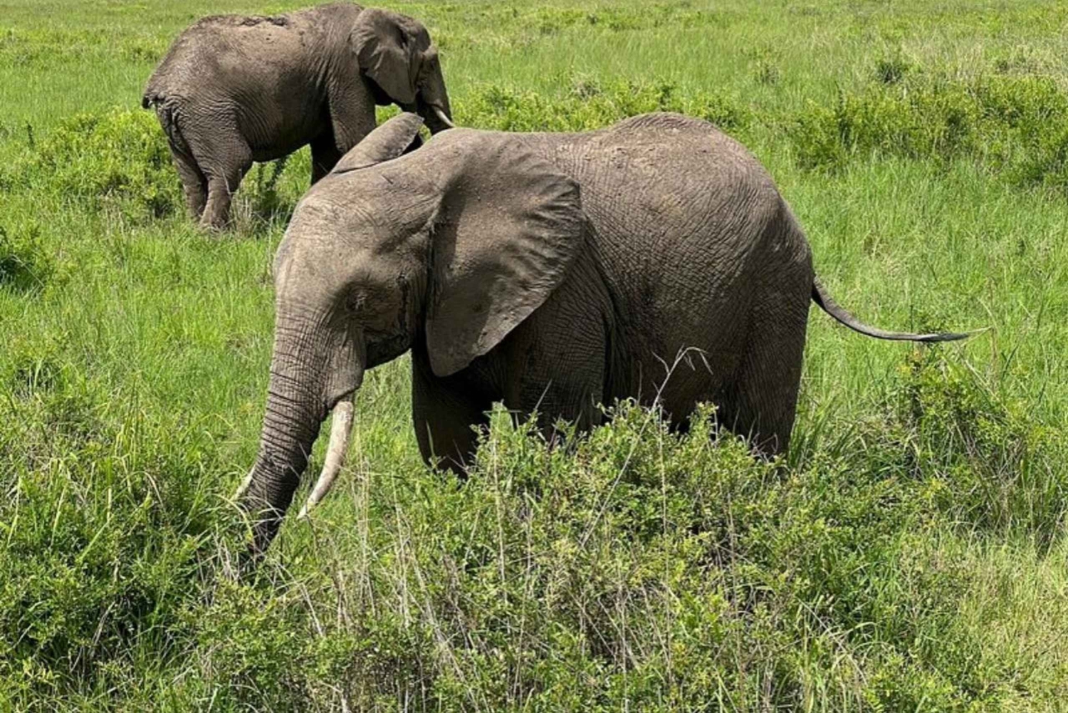 Fra Zanzibar: 3-dagers safari i Mikumi nasjonalpark med tog