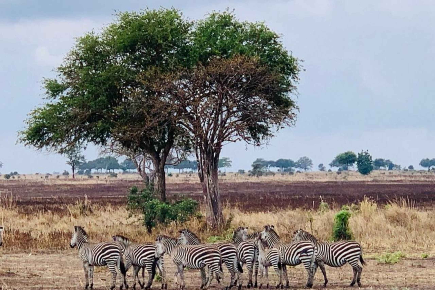 Fra Zanzibar: 3-dagers safari i Mikumi nasjonalpark med tog