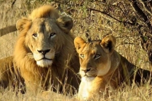 Fra Zanzibar: 3-dagers safari i Mikumi nasjonalpark med tog