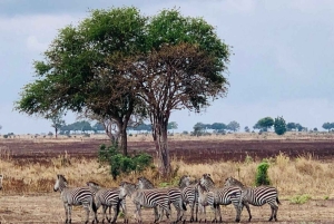 Fra Zanzibar: 3-dagers safari i Mikumi nasjonalpark med tog