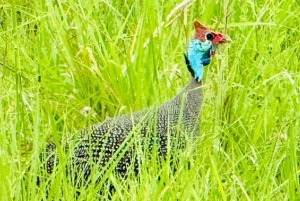 Fra Zanzibar: 3-dagers safari i Mikumi nasjonalpark med tog