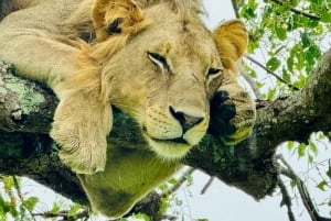 Fra Zanzibar: 3-dagers safari i Mikumi nasjonalpark med tog