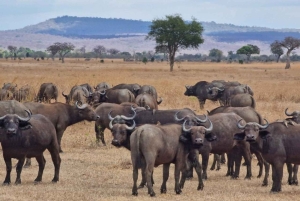 Fra Zanzibar: 3-dagers safari i Mikumi nasjonalpark med tog