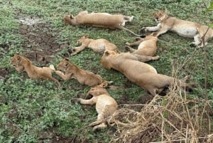 z Zanzibaru: 3-dniowe safari w Parku Narodowym Mikumi z przejazdem pociągiem.