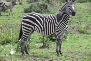 z Zanzibaru: 3-dniowe safari w Parku Narodowym Mikumi z przejazdem pociągiem.