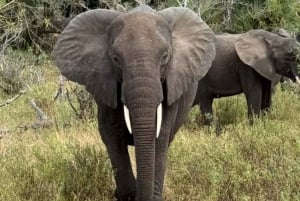 z Zanzibaru: 3-dniowe safari w Parku Narodowym Mikumi z przejazdem pociągiem.