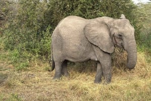 z Zanzibaru: 3-dniowe safari w Parku Narodowym Mikumi z przejazdem pociągiem.