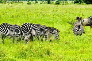 z Zanzibaru: 3-dniowe safari w Parku Narodowym Mikumi z przejazdem pociągiem.