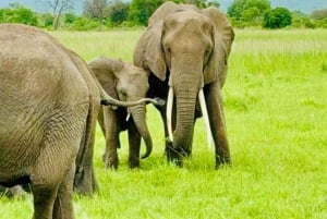 z Zanzibaru: 3-dniowe safari w Parku Narodowym Mikumi z przejazdem pociągiem.