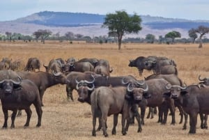 z Zanzibaru: 3-dniowe safari w Parku Narodowym Mikumi z przejazdem pociągiem.