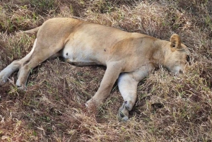 z Zanzibaru: 3-dniowe safari w Parku Narodowym Mikumi z przejazdem pociągiem.