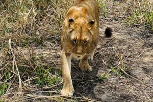 z Zanzibaru: 3-dniowe safari w Parku Narodowym Mikumi z przejazdem pociągiem.